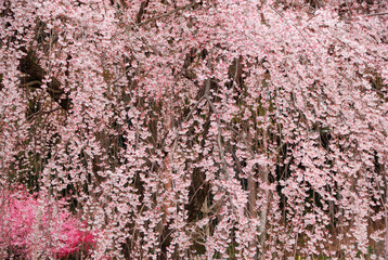 Fototapeta premium 桜