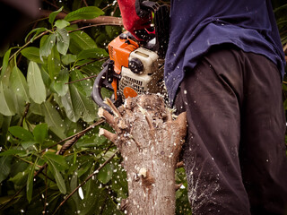 The gardener is using a chainsaw to prune trees