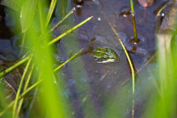Frosch oder Teichfrosch schaut aus dem Wasser eines Teiches