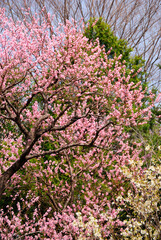 アーモンドの花