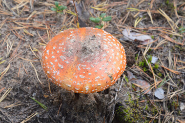 Red fly agaric closeup in forest. Poisonous mushrooms.