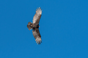 Sailing Turkey Vulture (Cathartes aura)