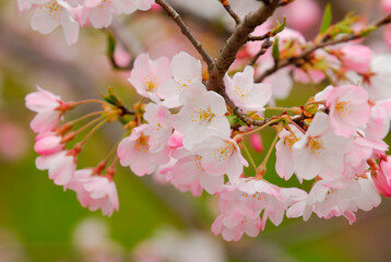 桜