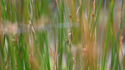 Autumnal moorland grasses with intentionally de-focused, bokeh backgrounds