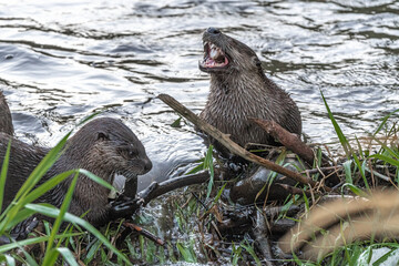 North American River Otter (Lontra canadensis)