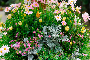 ハンギングバスケット