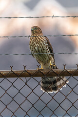 Juvenile Cooper's Hawk (Accipiter cooperii)