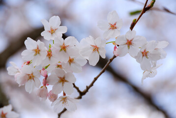 桜