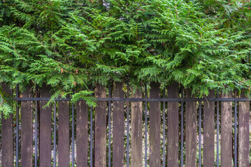  Background from a fence of thin boards and metal bars, on top of a branch coniferous tree, copy space
