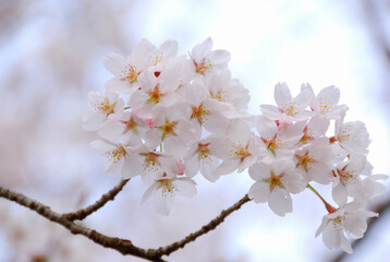 桜