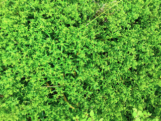 texture, natural background. green bush with small leaves. hedge. natural background of green color. natural living fence. gardener caring for plants