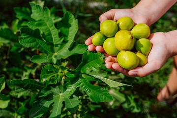 fresh figs in female hands on a background of leaves