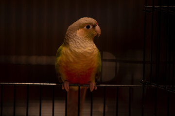 Parrot on fence