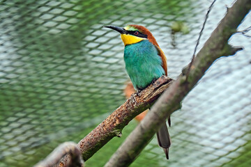 Bienenfresser ( Merops apiaster ).