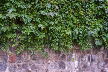 Background of old granite stones, thick branches with green leaves hang from above, horizontal orientation