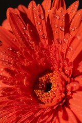 Flor Gerbera en los rayos del sol con gotas del agua