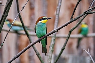 Bienenfresser ( Merops apiaster ).
