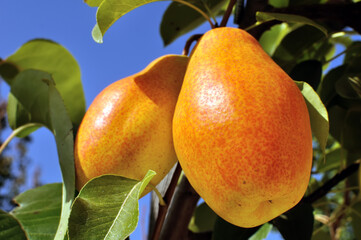  ripe pears on a tree in the orchard