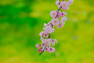 桜