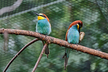 Bienenfresser ( Merops apiaster ).