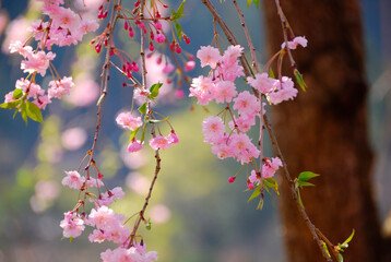 桜
