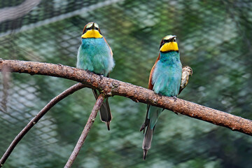Bienenfresser ( Merops apiaster ).