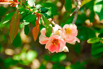 Obraz premium ボケの花