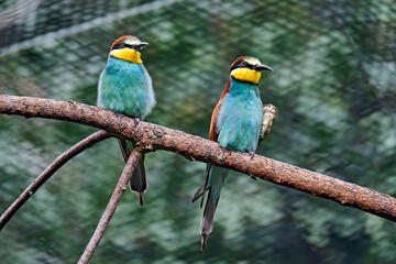 Bienenfresser ( Merops apiaster ).