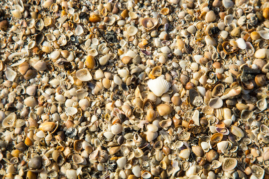 Cockle shells on the beach at Cumberland Island, Georgia