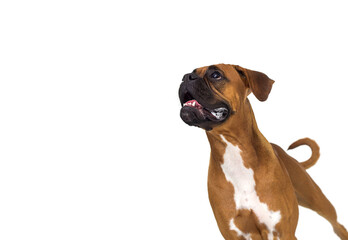 big dog peeping on a white background, boxer breed