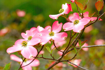 Fototapeta premium ハナミズキ