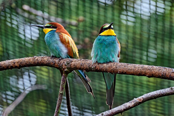 Bienenfresser ( Merops apiaster ).
