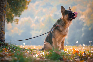 German Shepherd tied with a leash to the three. Domestic dogs
