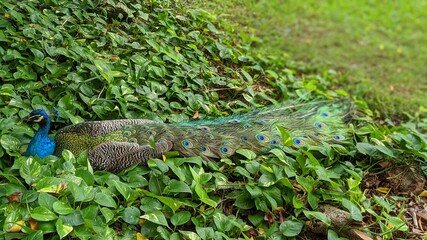 Naklejka premium peacock in the grass