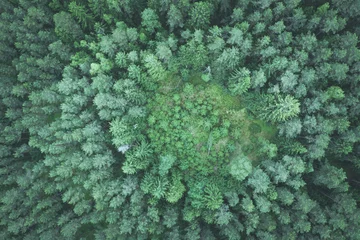Fotobehang Top down aerial image of clearing in green pine forest, cyan toned image © lukszczepanski