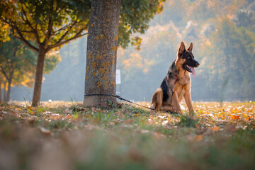 German Shepherd tied with a leash to the three. Domestic dogs
