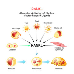 RANKL, and Activation of osteoclast - obrazy, fototapety, plakaty