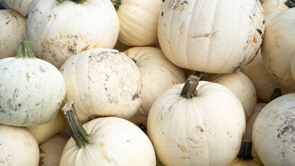 Autumn vegetables food thanksgiving background banner - Top view lots of colorful white fresh moonshine F1 pumpkin squash ( cucurbita pepo ) edible pumpkins