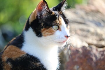 Chat