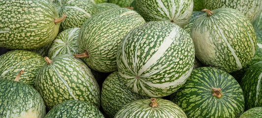 Autumn vegetables food thanksgiving background banner - Top view lots of colorful orange fresh green boule de siam / malabar gourd / cayote squash pumpkin ( cucurbita ficifolia ), edible pumpkins