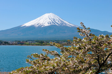 Obraz premium 富士と桜