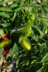 Pimientos en el huerto