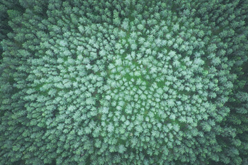Top down aerial image of green pine forest, cyan toned image