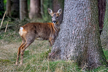 Reh ( Capreolus capreolus ).