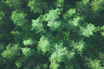 Fototapeta na wymiar Top down aerial view of pine forest, toned image