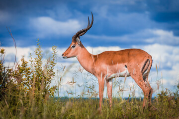 Obraz premium Impala standing in high grass with dark clouds in the back