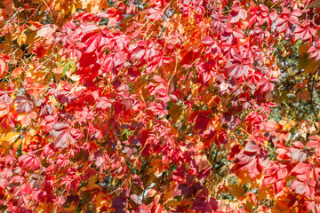 Colorful tree branches with bright foliage in golden autumn season