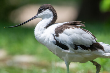 A pied avocet close up (Recurvirostra avosetta) a large black and white wader in the avocet and stilt family