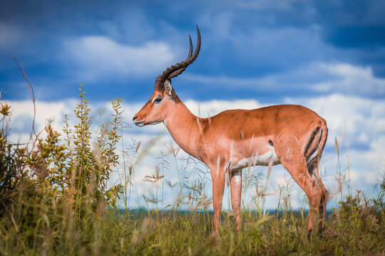 Impala standing in high grass with dark clouds in the back