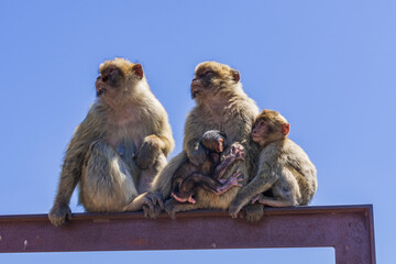 the legendary monkeys of gibraltar